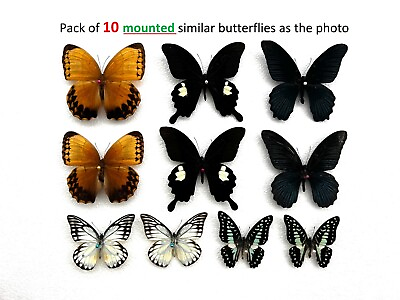 #ad 10pcs Real Butterflies Specimen Artwork Decor Insect Teaching Collections $35.00