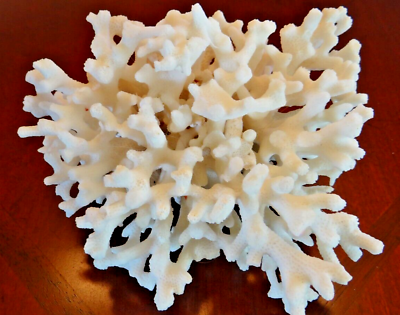 #ad White Sea Coral Lace Coral Pocillopora Damicornis Ocean Home Decor $25.00