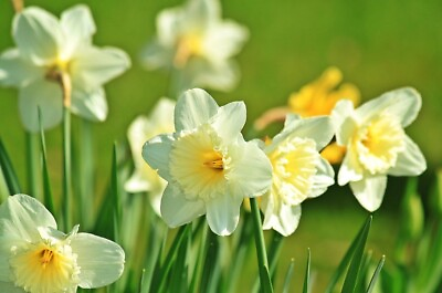 #ad White Daffodil Bulb Garden Flower $8.97