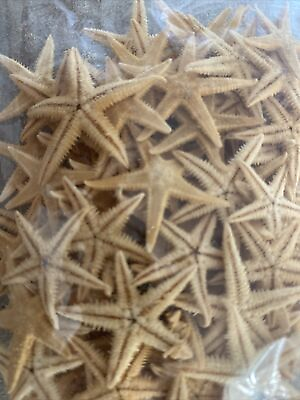 #ad 200 Flat Tan Starfish 1 2” 1” Star Fish Bulk Starfish Free Shipping $29.99