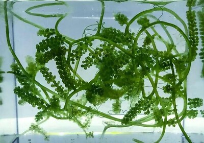 #ad Live Green Grape Caulerpa Frag Marine Macro Algae Reef Refugium Saltwater $14.99