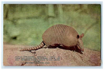 #ad c1910 Nine Banded Armadillo Found in Texas NY Zoological Park Postcard $14.98