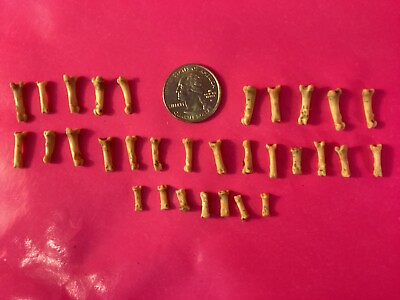 #ad Raccoon taxidermy Small foot bones 31 real bones whitened crafts jewelry $11.98