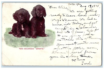 #ad c1900#x27;s Two Colorado Sports Irish Spaniel Dog Colorado Springs CO Postcard $9.72