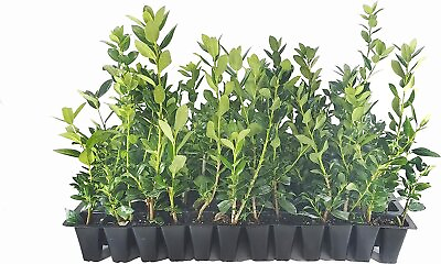 #ad Needlepoint Chinese Holly Ilex Cornuta 60 Live Plants Low Maintenance... $149.98