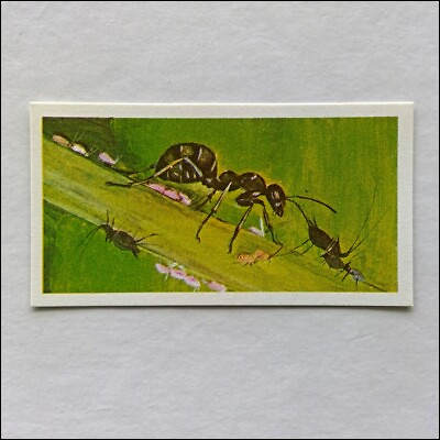#ad Brooke Bond Tea Wonders Of Wildlife #44 Miniature Farmers 1976 Card CC22 AU $4.99