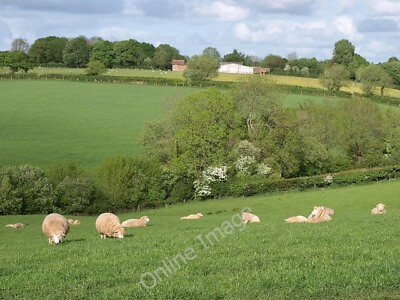#ad Photo 6x4 Sheep by Copstone Hill Black Dog Seen from a gateway on the lan c2011 GBP 2.00