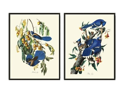 #ad #ad Blue Jay James Audubon Bird Wall Art Prints Set of 2 Beautiful Antique Unframed $13.00