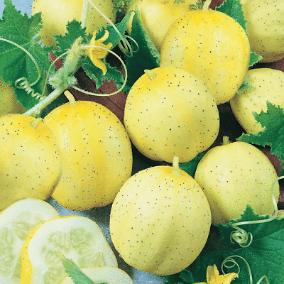 #ad Lemon Cucumber Seeds 50 Vegetable Garden Heirloom NON GMO USA FREE SHIPPING $1.99