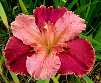 #ad 3 Louisiana Iris Peaches amp;Wine 3 BLOOMING SIZE Plants Fans Rose Pink Purple $45.00