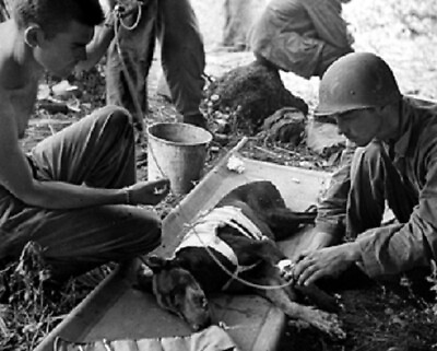 American Troops treat a wounded Doberman Pinscher Dog 8x10 WWII WW2 Photo 896 $7.43