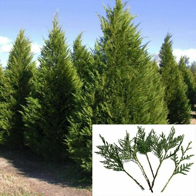 #ad 15 Leyland Cypress 6 7quot; Tree Cuttings Privacy Screen 3 5 FT year Fast Growing $15.00