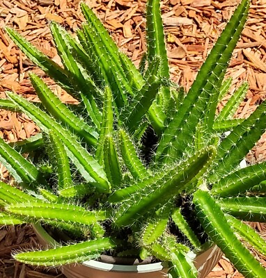 #ad Dog Tail Cactus Live Plant Aporocactus Flagelliformis Succulent 3 Fresh Cuttings $7.95