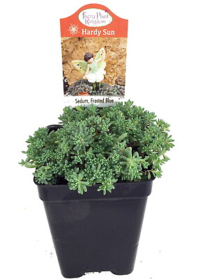 #ad Frosted Blue Sedum Loves the Sun 2.5quot; Pot Fairy Garden Plant or Outdoors $8.99