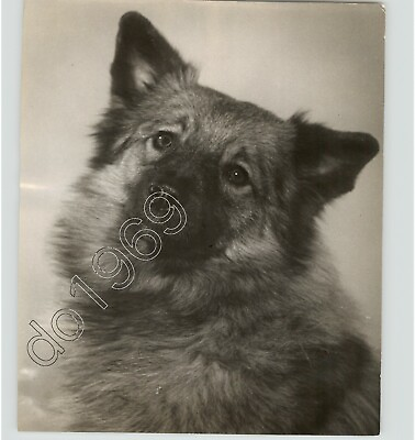 #ad Vintage DOGS HUSKY Dog Portrait 1960s Press Photo PIX $40.00