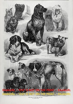 #ad Dog Great Pyrenees amp; Dogue de Bordeaux Paris Show 1870s Antique Print amp; Article $79.95