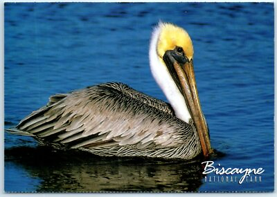 #ad Postcard Brown Pelican Biscayne National Park Florida $3.46