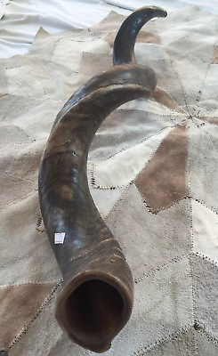 #ad Amazing Kudu Yemenite SHOFAR Horn Kosher Full Natural From Israel XL 34quot; 36quot; $145.00