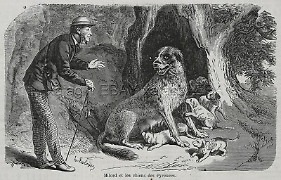 #ad Dog Great Pyrenees Mother Guards Puppies RESCUE 1870s Antique Engraving Print $89.95