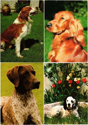 #ad #ad DOG DOGS ANIMALS 350 Modern Postcards L3377 $103.20