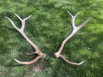 #ad Unique Set Of Elk Sheds Antlers Decor $349.00