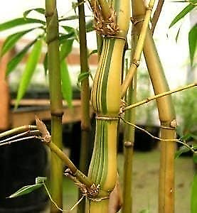 #ad Striped Dwarf Buddha Belly Bamboo Live Plants Bambusa Vulgaris Wamin... $49.98
