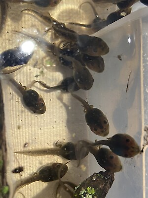 #ad 20 Live Tadpoles GUARANTEE ALIVE Unknown Type Frog Tadpoles $15.00
