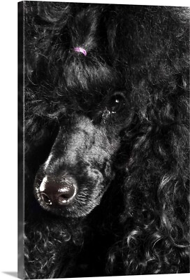 Black Poodle Canvas Wall Art Print Dog Home Decor $379.99