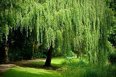 #ad 1 Bright Green Weeping Willow Cutting Wisconsin Weeping Willow Root $8.99