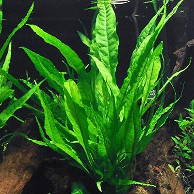 #ad Java Fern Microsorum Pteropus Easy Live Aquarium Plants Buy 2 Get 1 FREE $8.79