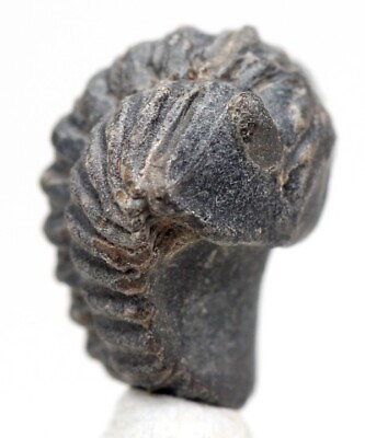 #ad ACASTOIDES TRILOBITE Fossil Sea Life Mineral Specimen Devonian MOROCCO $8.79