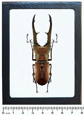 #ad Cyclommatus metallifer stag beetle Indonesia framed $20.00