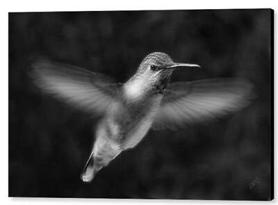 #ad Hummingbird No 1 29quot;x39quot; Canvas Print $357.00