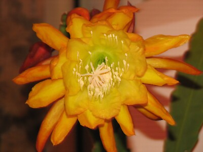 #ad Epiphyllum quot;FRENCH GOLDquot; cactus cutting $10.00