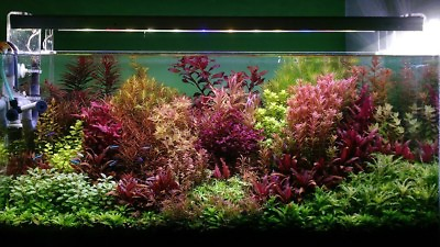 #ad live aquarium plants 35 Stems Cuttings Colorful And Great Variety Beautiful $50.00