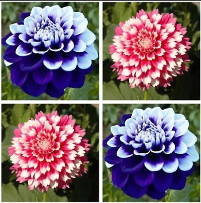 #ad USA Seller Perennial Flowers Vary Colors Dahlias Seeds 20pcs #0485 $5.95