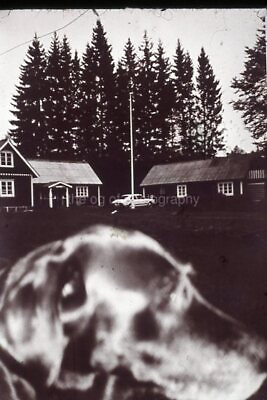 SUBURBAN DOG 35mm FOUND ART SLIDE Photo B W Vintage Transparency 32 LA 88 R $19.04