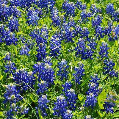 #ad Lupine TEXAS BLUEBONNET Wildflower Sun Partial Shade Heirloom Non GMO 50 Seeds $3.98
