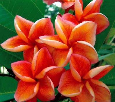 #ad 5 Orange Plumeria Seeds Plants Flower Lei Hawaiian Perennial Seed Garden 195 $4.63
