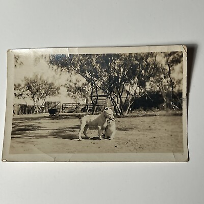 #ad 1920s PIT BULL DOG Playing w KITTEN cat vintage Snapshot Photo in Yard Outdoors $28.95