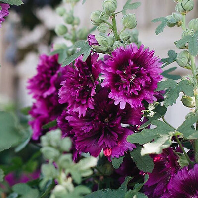 #ad Queeny Purple Hollyhock Seeds Non GMO Free Shipping Seed Store 1196 $31.09