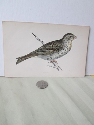 #ad Vintage PrintBUNTINGMorris British Birdsc1870 $15.00
