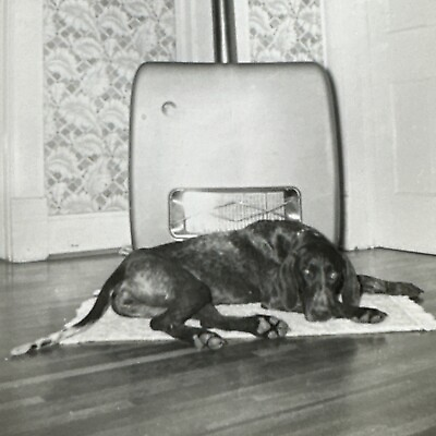 #ad VINTAGE PHOTO Dog warming himself by radiator snapshot Labrador setter brown $8.00