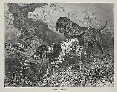 #ad Dog German Shorthaired Pointer Breed ID#x27;d Solid amp; Ticked 1880s Antique Print $89.95
