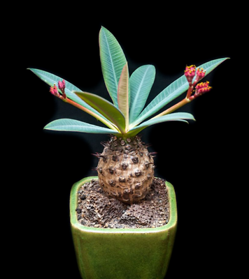 #ad RARE EUPHORBIA PACHYPODIOIDES @ exotic succulent cactus cacti plant seed 5 SEEDS $9.99