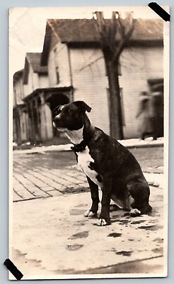 #ad DOG Dog Sitting On Sidewalk House Antique c1920 Original Photograph $5.25