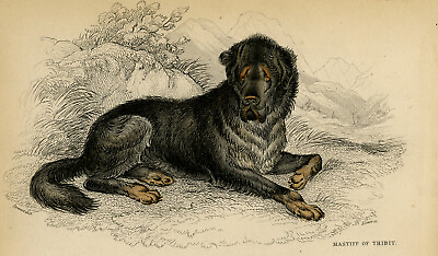 #ad Antique Print Natural history A Mastiff and a Tibetan dog Smith Lizars 1840 $67.50