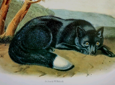 #ad John Audubon Wildlife American Black Fox Vintage Art Book Plate Print 116 $11.99