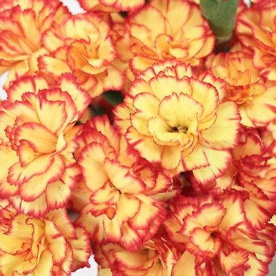 #ad 100 Yellow Orange Carnation Seeds Dianthus Flowers Seed Flower Perennial 219 $5.49