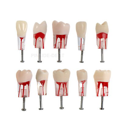 #ad 10PCS Kilgore Nissin Type Dental Endo Root canal Practise Typodont Teeth Model $29.99